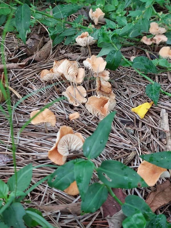 Gulfport Food Forest - Image 1