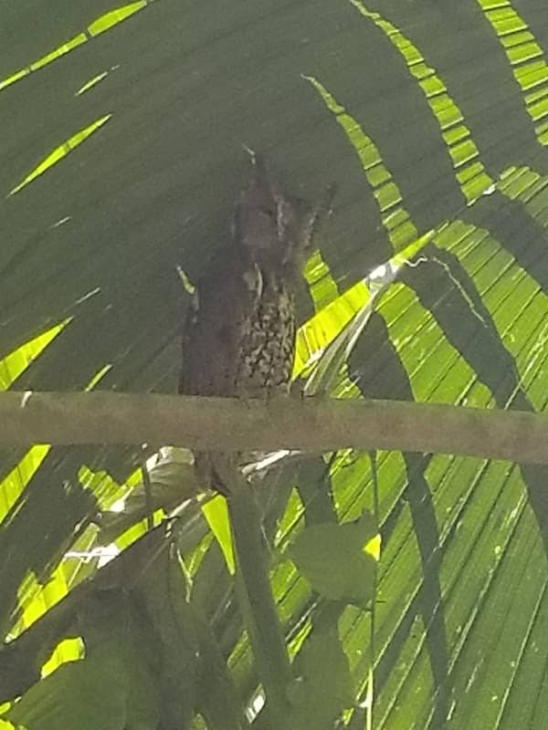 Banyan Drive Park - Image 1