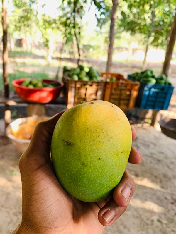 Khanwagarh fruit farm metwala - Image 1
