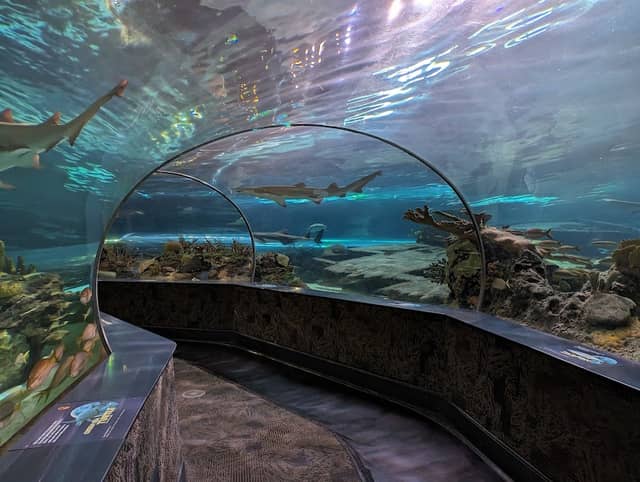 Ripley's Aquarium of the Smokies - Image 1