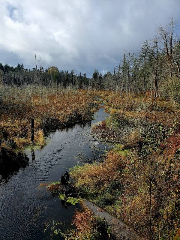 Chehalis Western Herman Rd Trailhead - Image 1