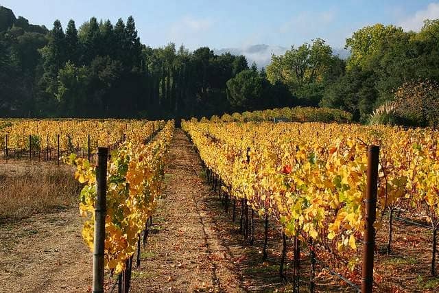 Portola Vineyards - Image 3
