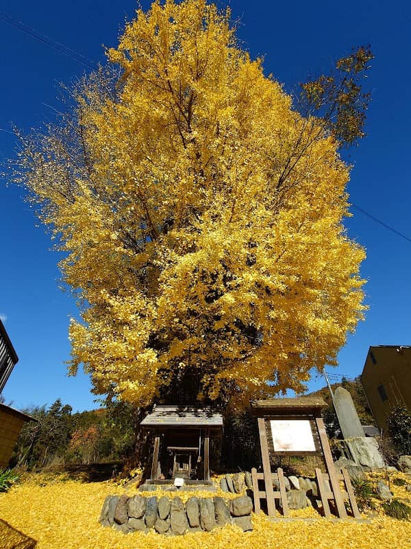 国神の大イチョウ - Image 1