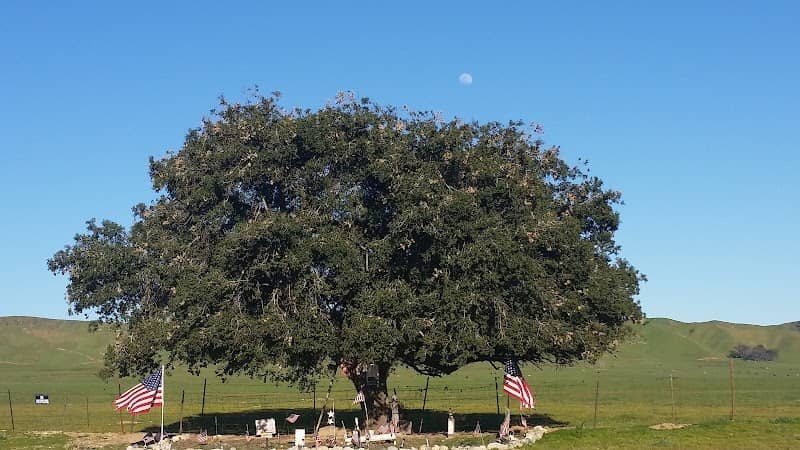 The Patriot Tree - Image 2