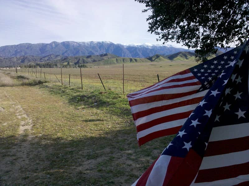 The Patriot Tree - Image 1