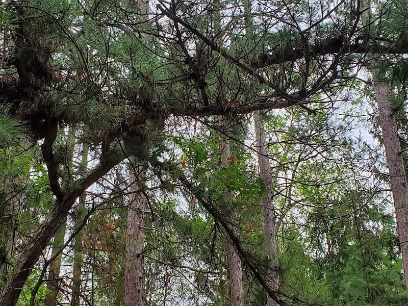 W.J. Beal Tree Plantation - Image 2