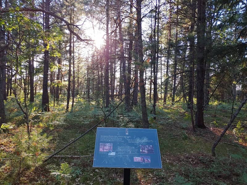 W.J. Beal Tree Plantation - Image 3