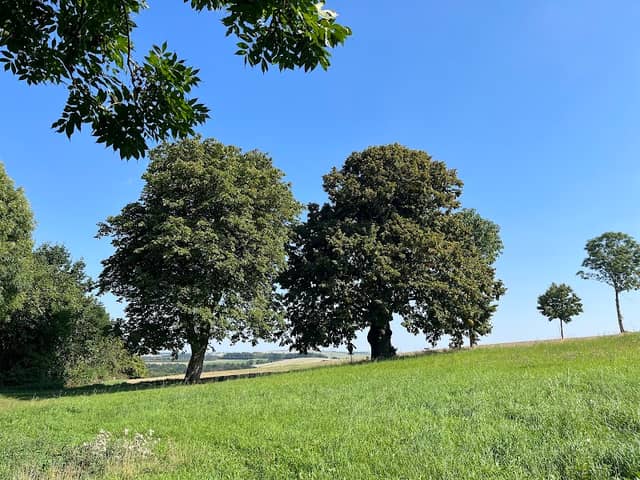 Friedenslinde - Image 1