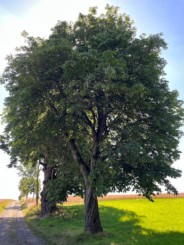 Friedenslinde - Image 2