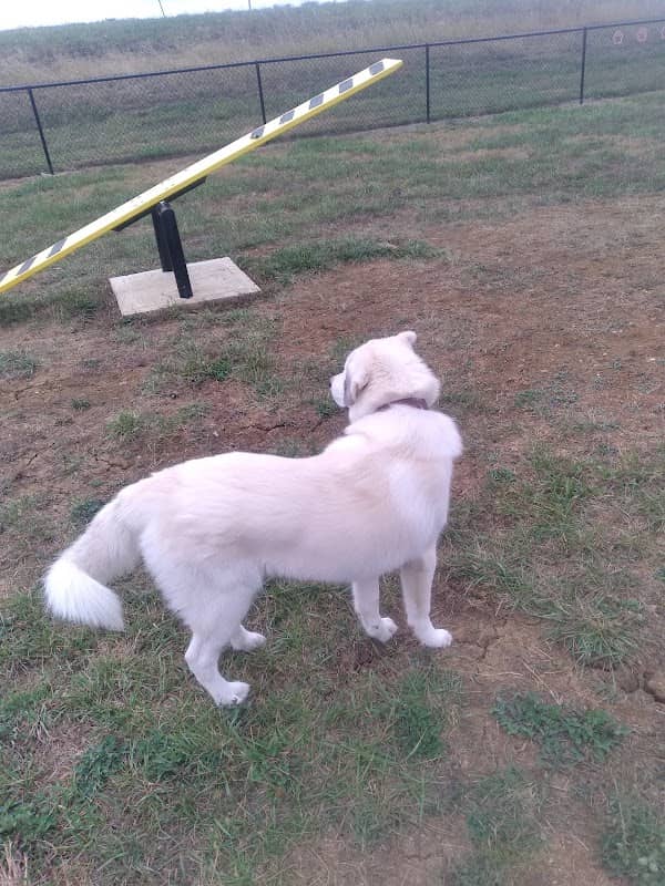 Paola Dog Park - Image 2