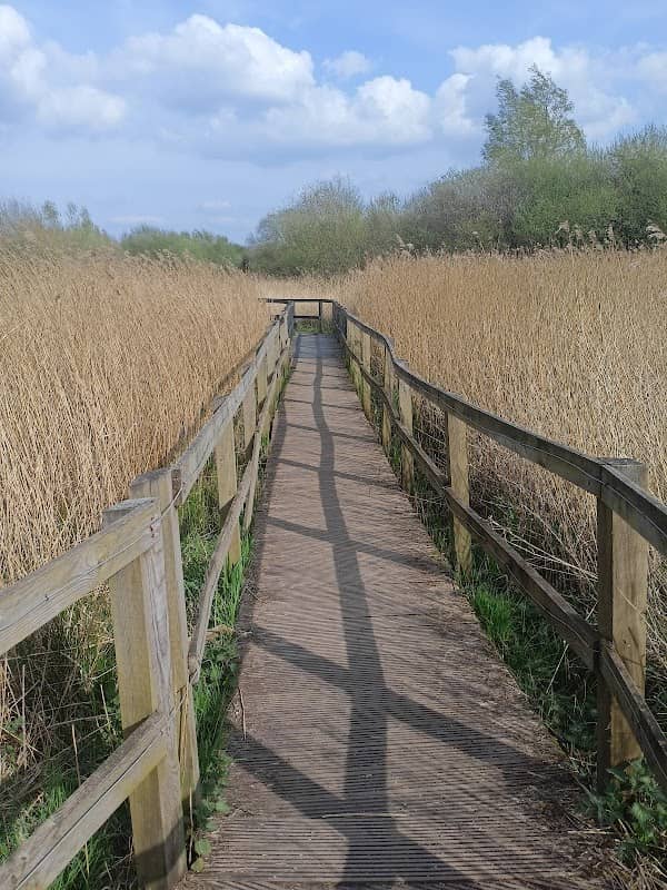Reed Beds - Image 2
