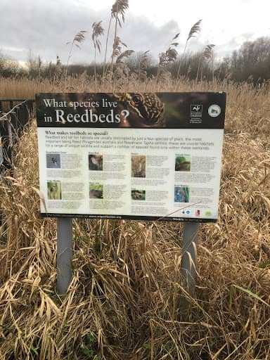 Reed Beds - Image 1