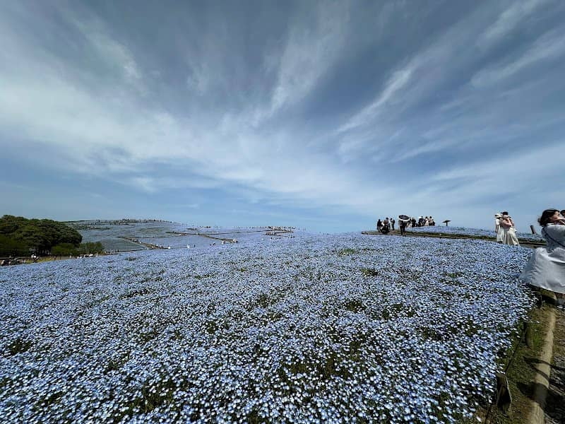 Miharashi no Sato (Field of Miharashi Village) - Image 1