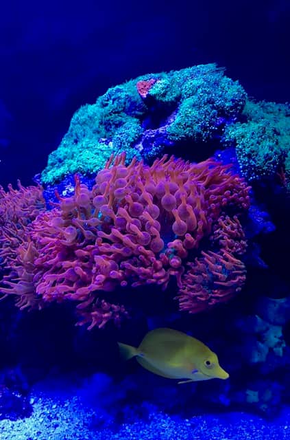 Signature Aquatics - Image 1