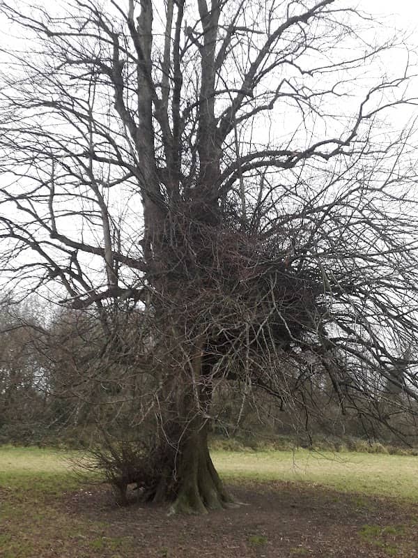 Byerly Wood - Image 2