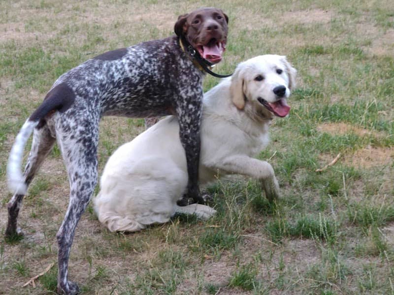 Pooch Playland - Image 2