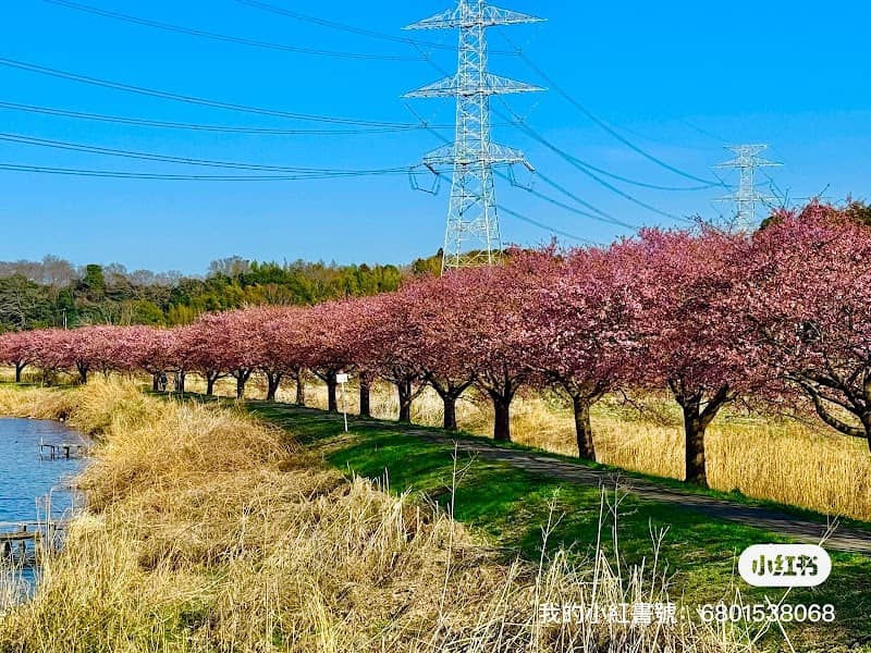 Shinkawa River Thousand Cherry Blossom Trees - Image 1