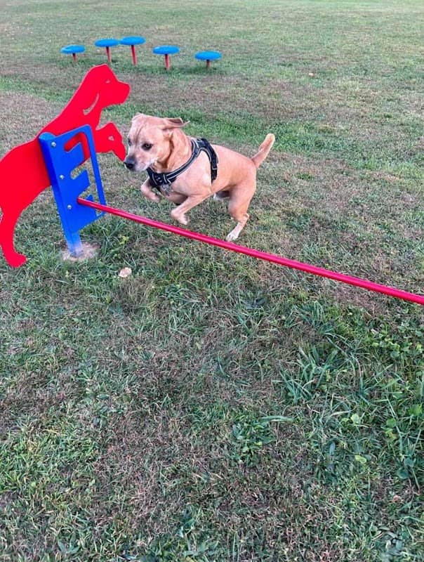 Mutts of Merit in Motion - Sniffspot - Image 1