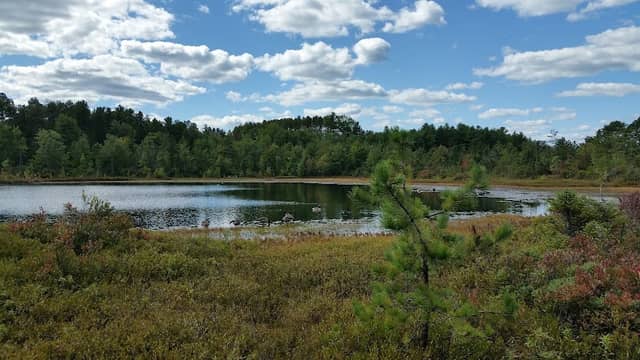 Ponemah Bog - Image 2