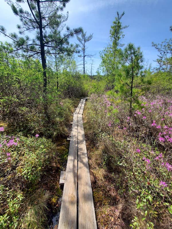 Ponemah Bog - Image 1