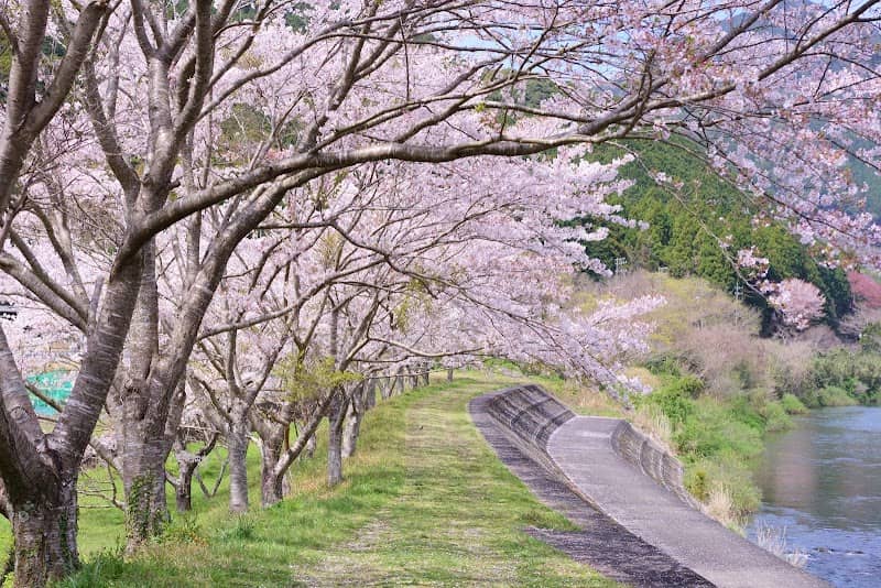 大内山川堤防の桜 - Image 1
