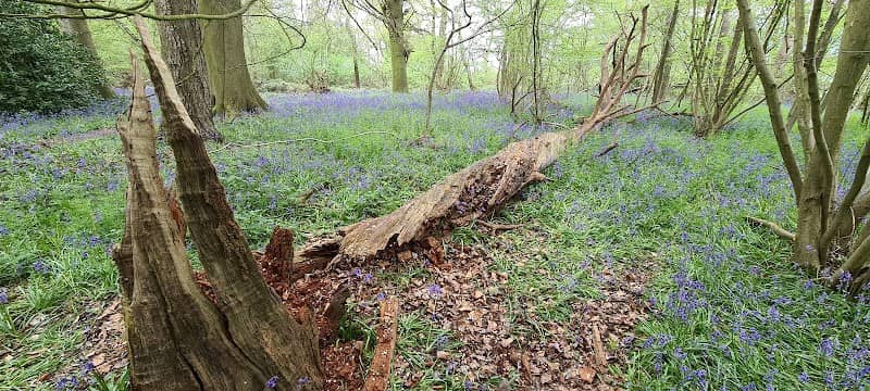 Blackwater Wood - Image 1