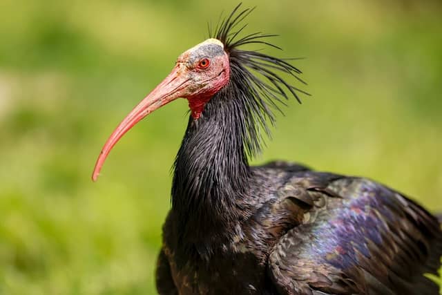 Bad Mergentheim Wild Park - Image 1