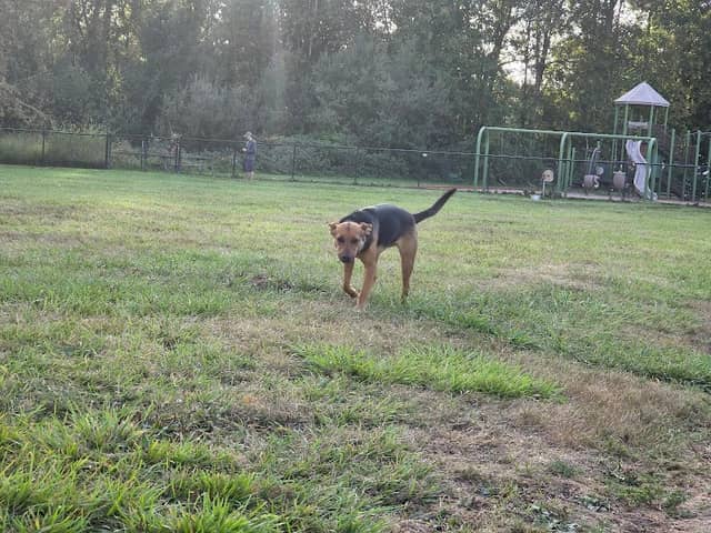 Orting Dog Park - Image 1