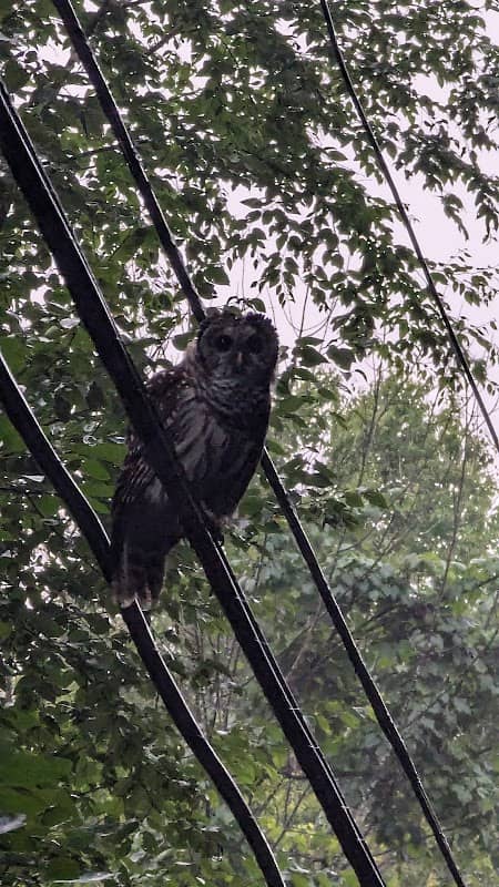 Westfield Wildlife Management - Image 1