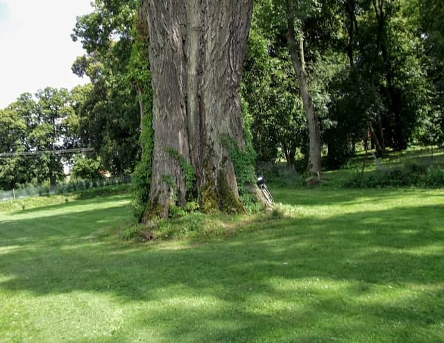 Topola biała z Królewa - pomnik przyrody - Image 1