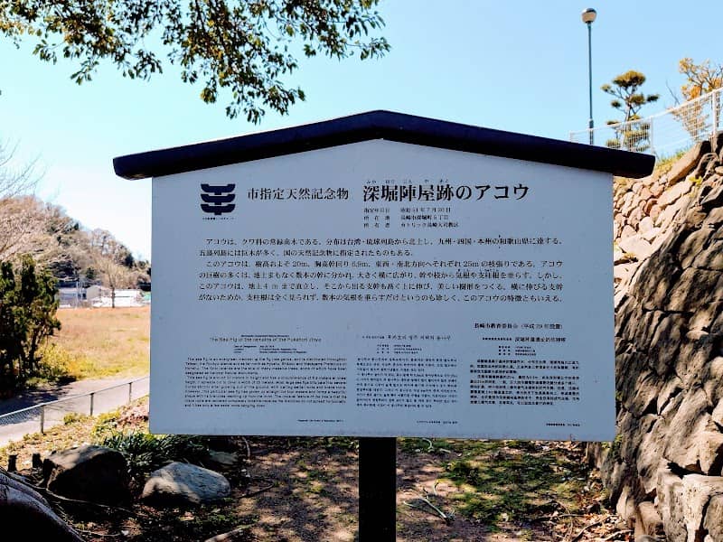 深堀陣屋跡のアコウ - Image 1