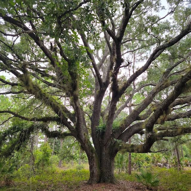 Micco Scrub Sanctuary - Image 2