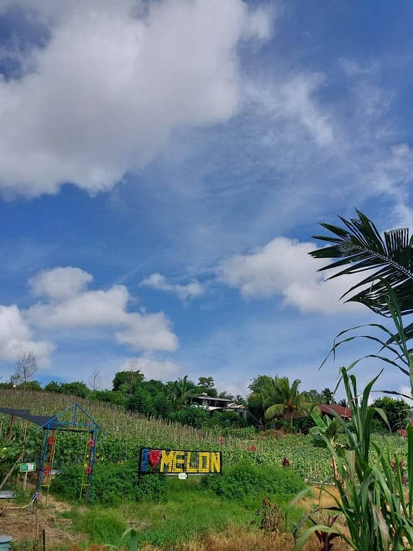 Kebun Melon Sumber Berkah Gunung Steling Balikpapan - Image 2