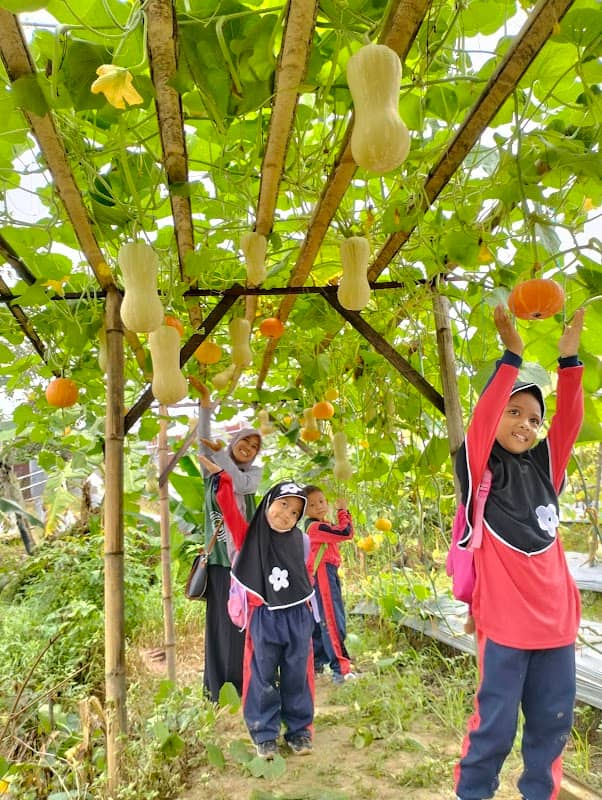 Kebun Melon Sumber Berkah Gunung Steling Balikpapan - Image 1