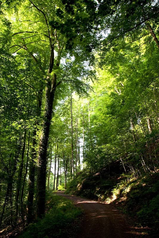 Wald der Riesen - Image 1
