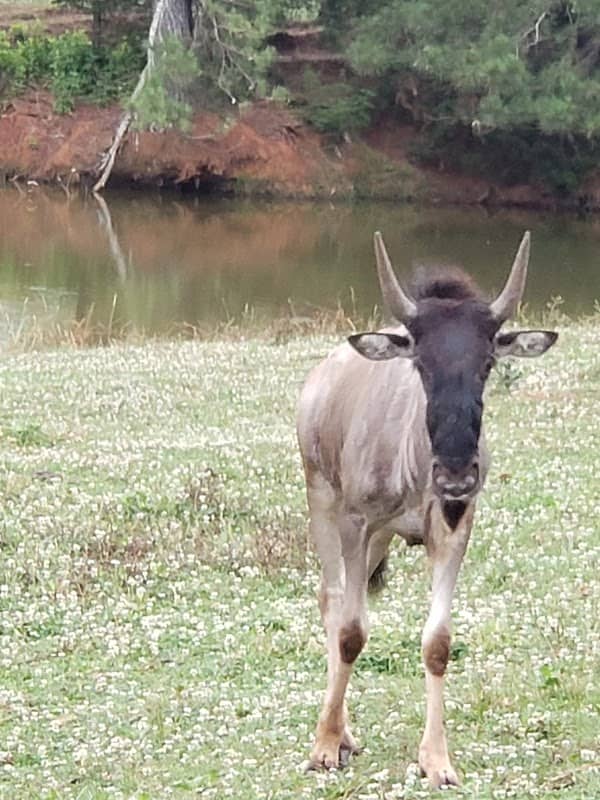 Lake Hartwell Wildlife Safari - Image 3