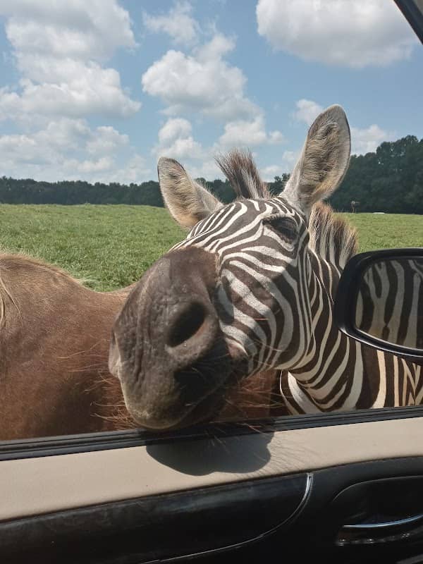 Lake Hartwell Wildlife Safari - Image 1