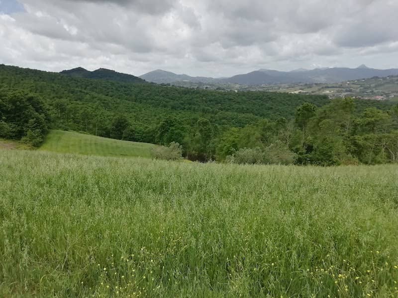 Bosco delle Crocelle - Image 1