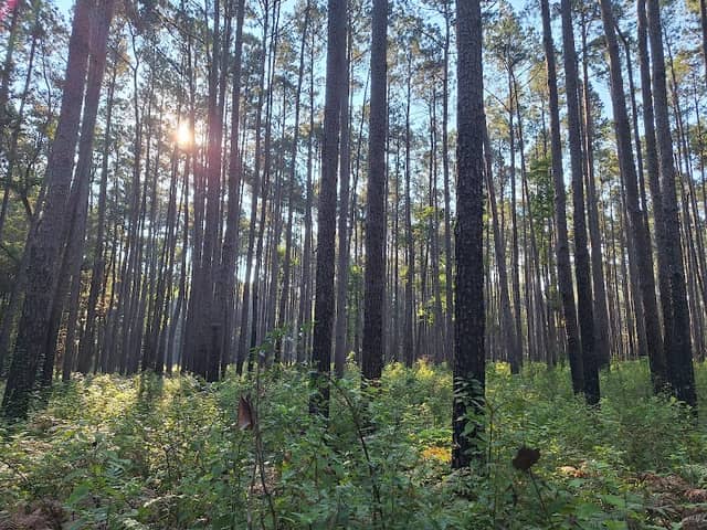 Lone Star Hiking Trail - Trailhead # 13 - Image 1