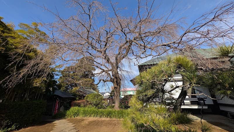 横浜市名木古木指定 シダレザクラ - Image 1