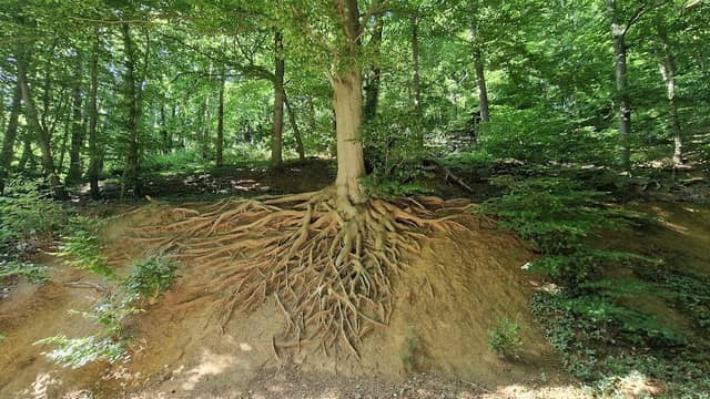 Wallensteins Lebensbaum - Image 1