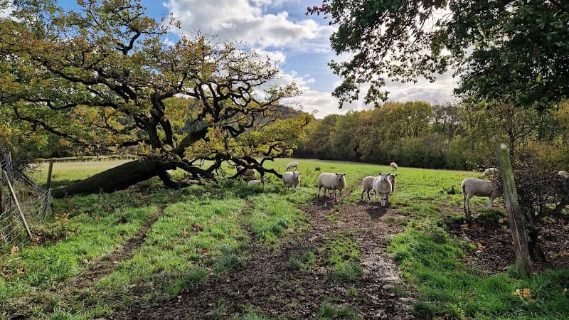 The Sleeping Tree - Image 2