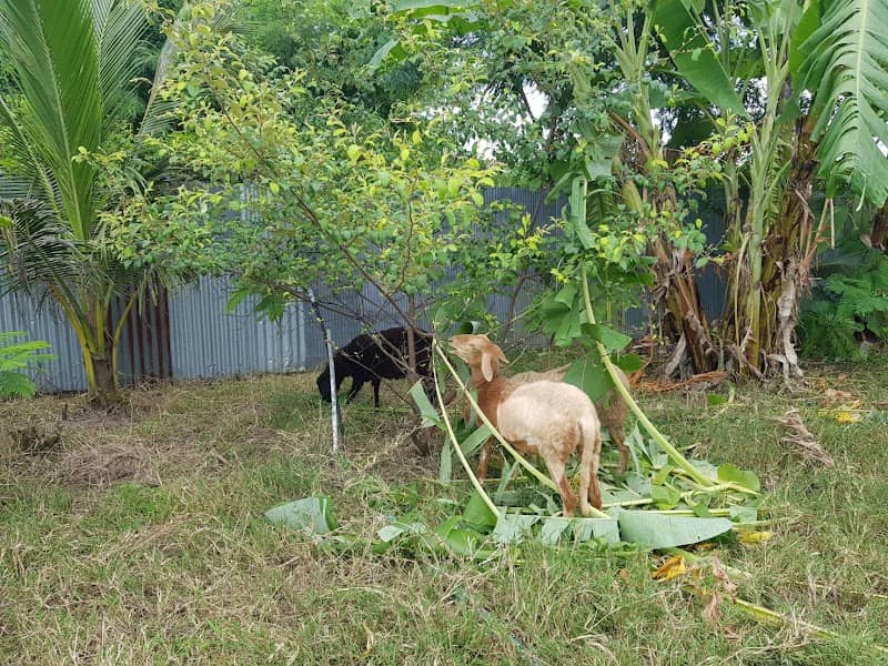 พรีเมี่ยม ฟาร์ม - Image 1