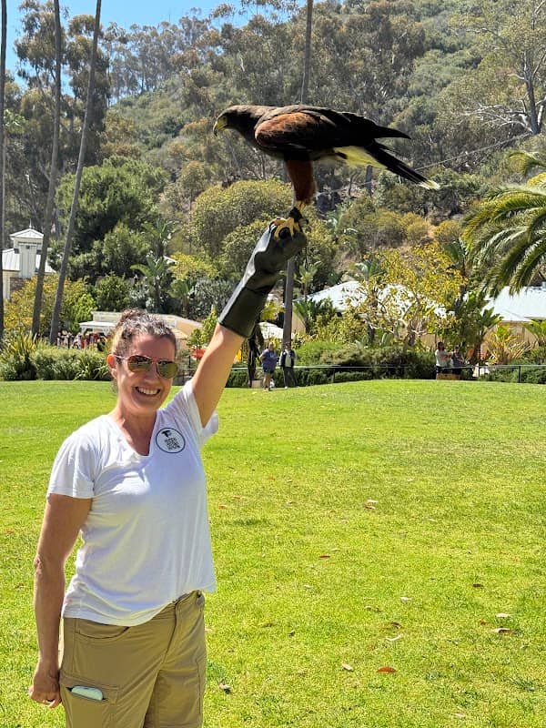 Catalina Falconry Experience - Image 2