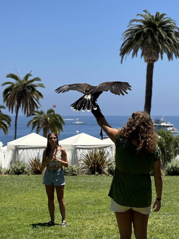 Catalina Falconry Experience - Image 1
