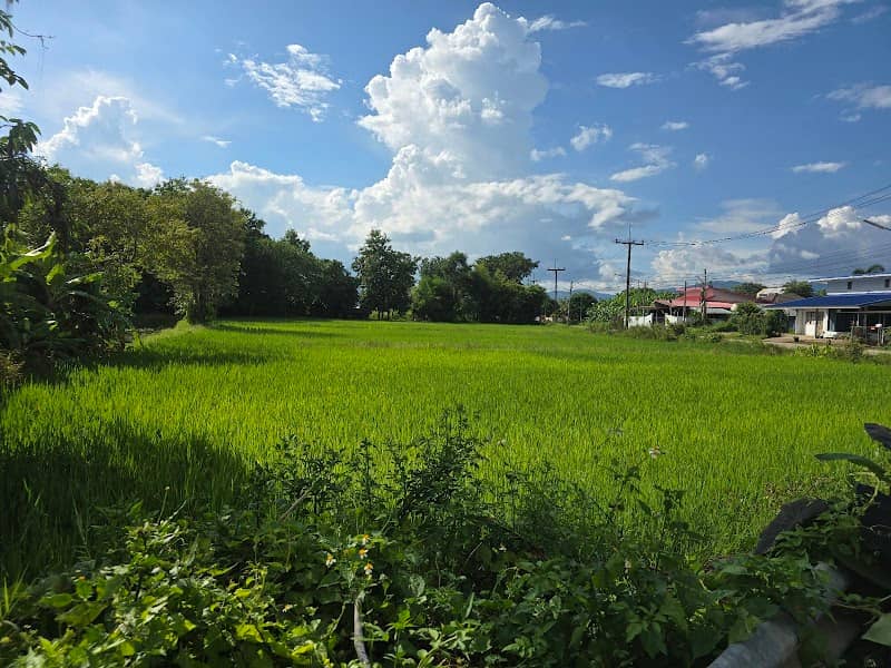 ลานอิฐ เชียงราย (ทุ่งดอกป้าน) - Image 2