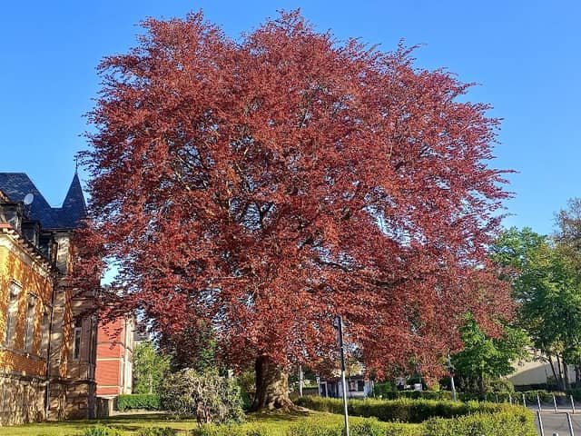 Größte Blutbuche von Treuen - Image 1