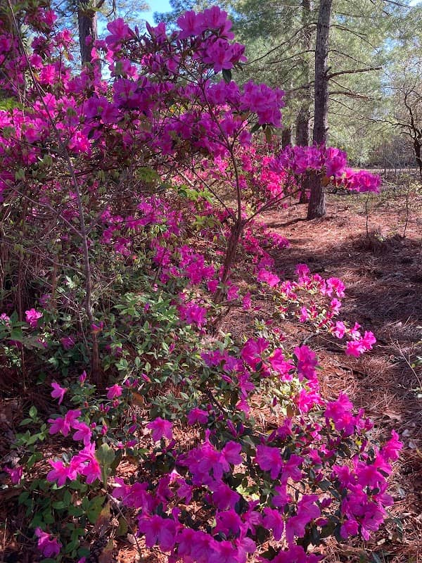 Conifer Acres - Image 2