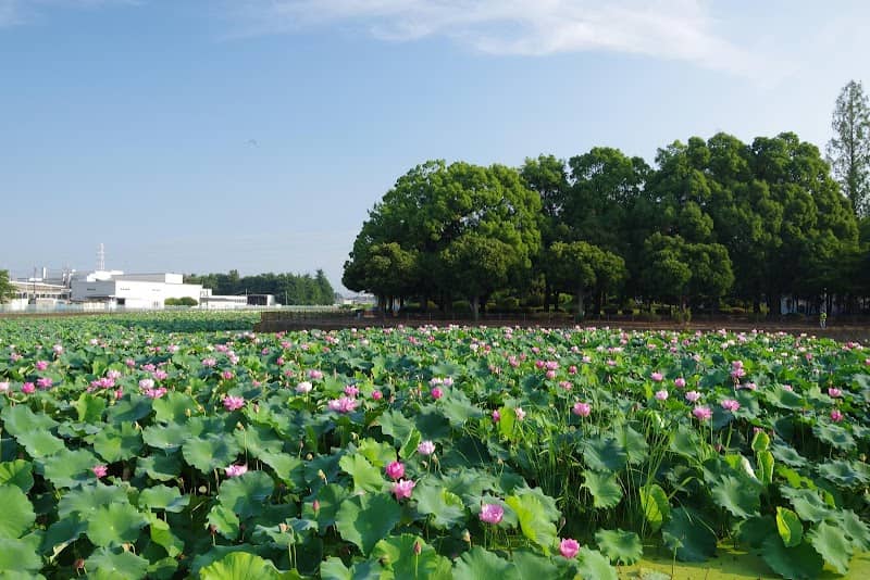 Iyokunuma Park - Image 1