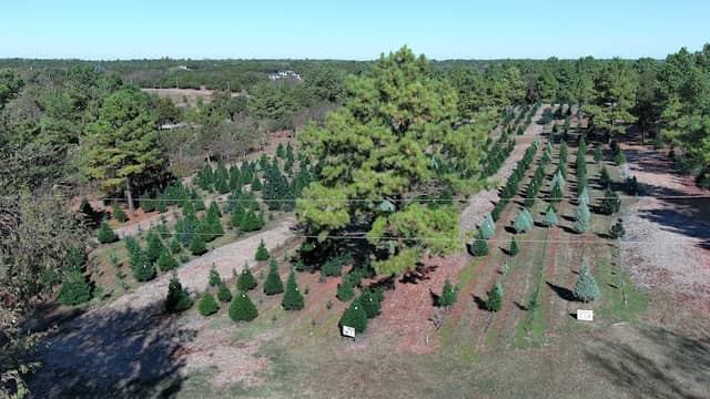 Sorghum Mill Christmas Tree - Image 1